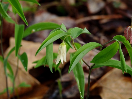 {Uvularia sessilifolia}